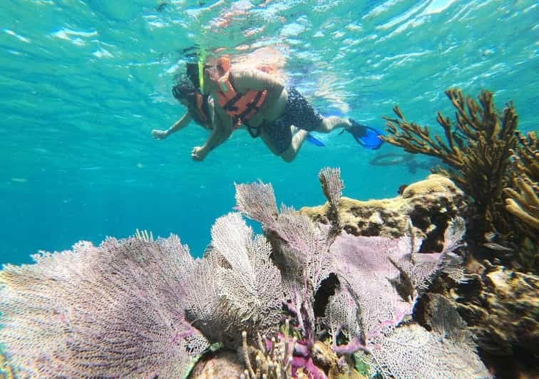 Puerto Morelos: Reef Snorkeling Adventure With Transport - Tour Overview and Pricing