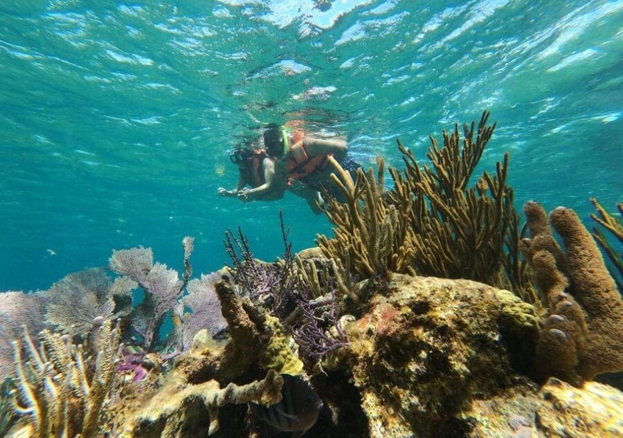 Puerto Morelos: Snorkel in Coral Reef and Visit the Town