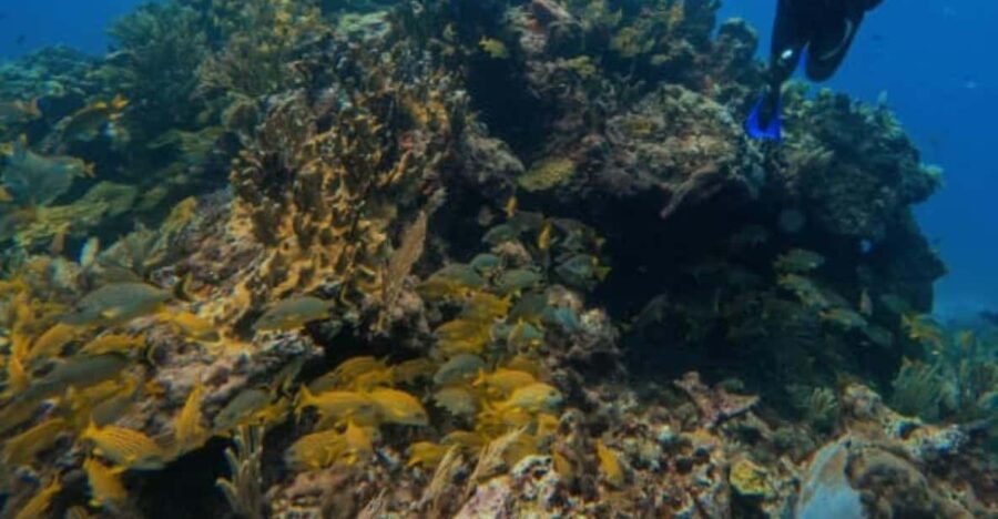 Puerto Morelos: Two Reef Dives