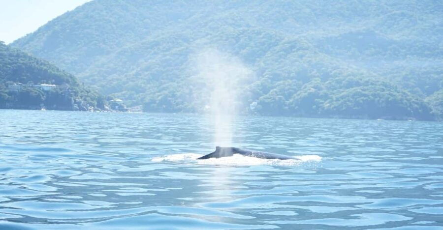 Puerto Vallarta: 3-Hour Whale Watching and Snorkeling - Tour Overview
