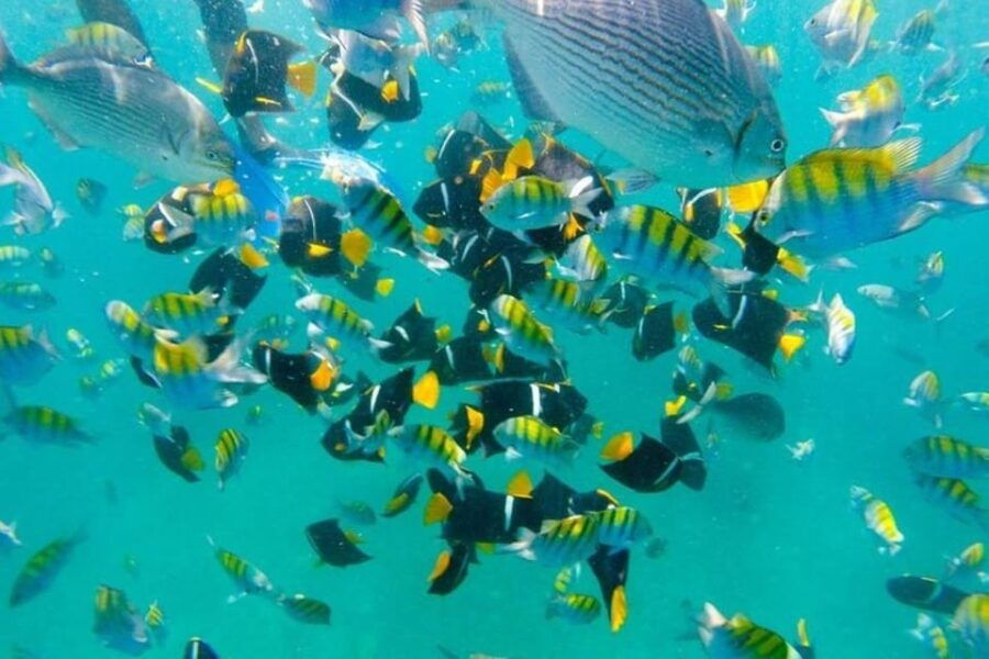 Puerto Vallarta: Arches, Animas, and Quimixto Adventure Tour
