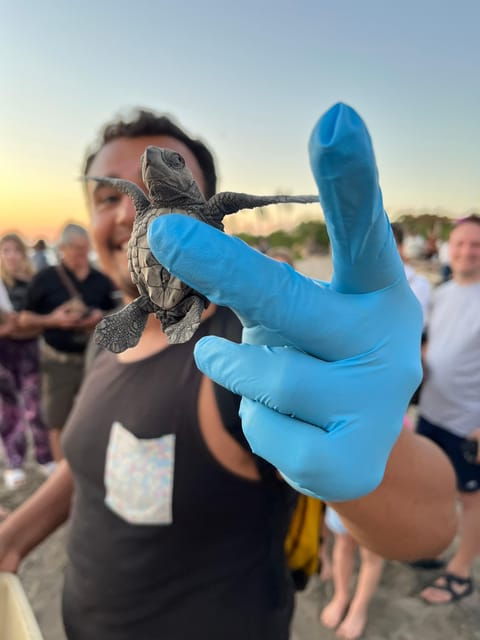 Puerto Vallarta: Baby Turtle Release in Conservation Area - About Olive Ridley Sea Turtles