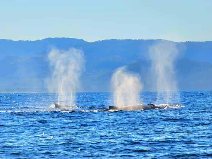 Puerto Vallarta: Humpback Whale Watching  Season - Tour Overview and Details