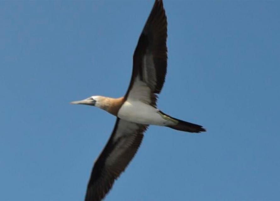 Puerto Vallarta: Marietas Island, Breakfast, Lunch, Open Bar - Tour Overview and Pricing
