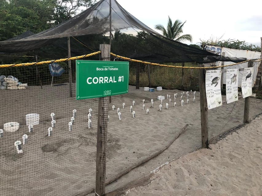 Puerto Vallarta: Sea Turtle Release at Sunset - Activity Overview