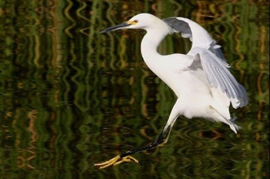 Puerto Vallarta: The Mouth of the Ameca River Birds