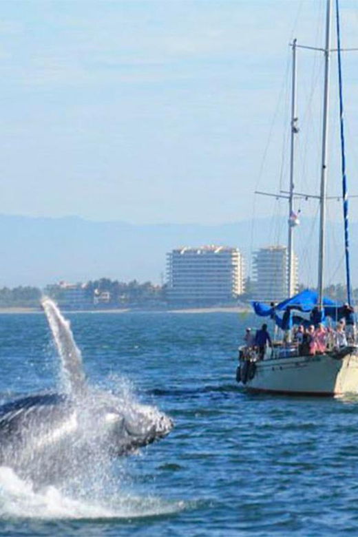 Puerto Vallarta: Whale Watching - Activity Overview