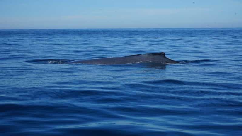 Puerto Vallarta: Whale Watching - Tour Overview