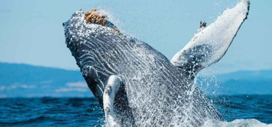 Puerto Vallarta: Whale Watching Beach Bay - Tour Overview