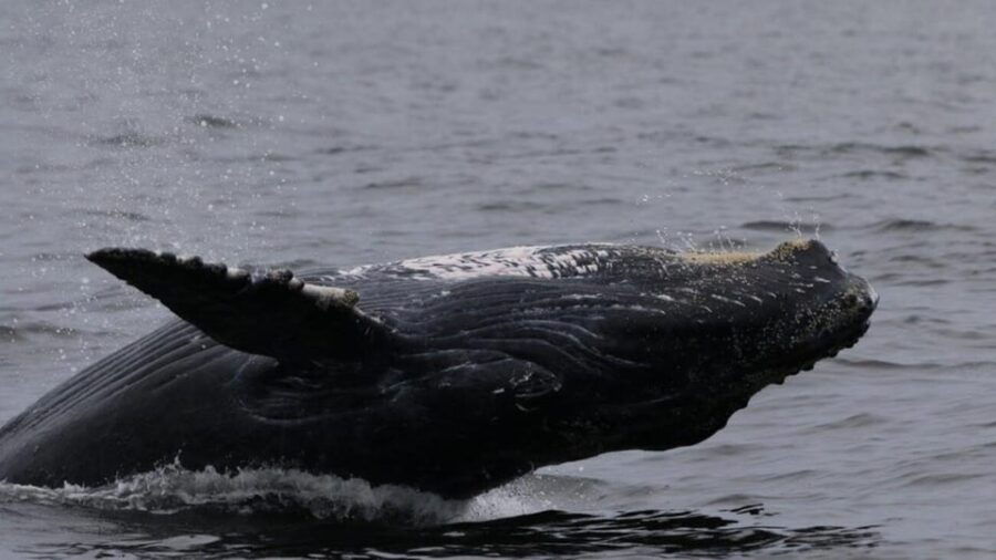 Puerto Vallarta: Whale Watching Encounter - Activity Overview