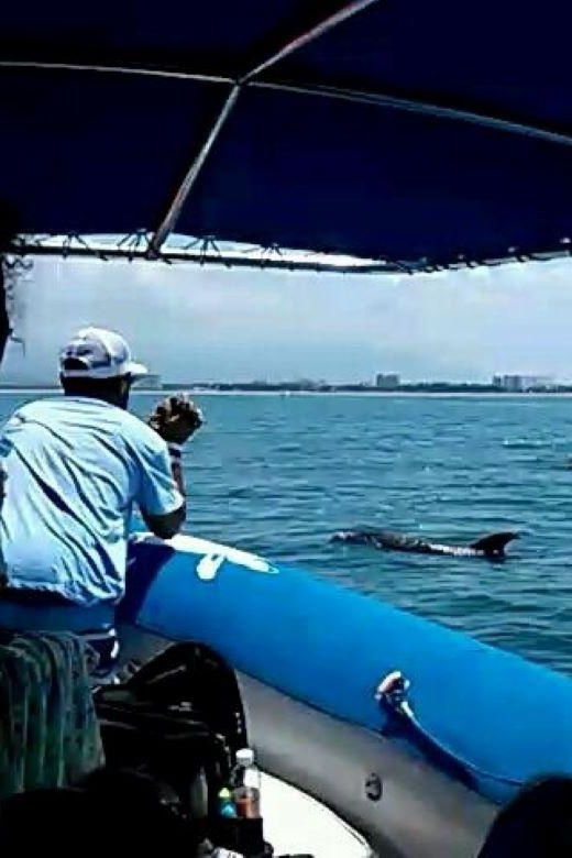 Puerto Vallarta: Wild Dolphins & Snorkeling Expedition - Activity Overview
