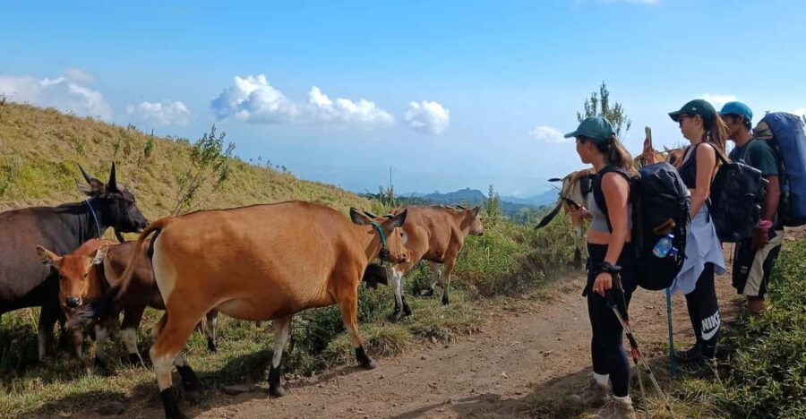 Rinjani Trekking - via Sembalun MDPL 3726 - Trek Overview and Details