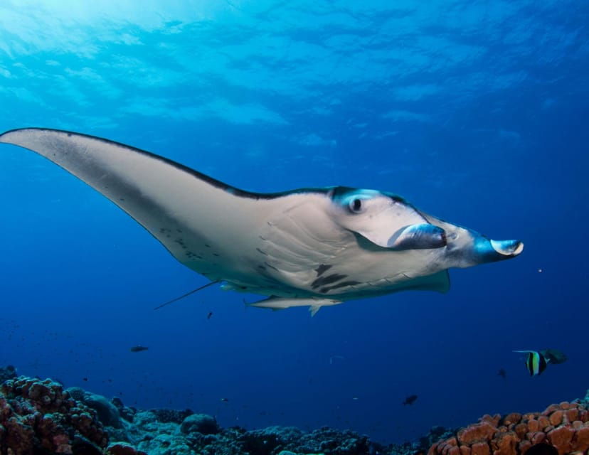 SAILING KOMODO OPEN TRIP 3 DAY 2 NIGHT