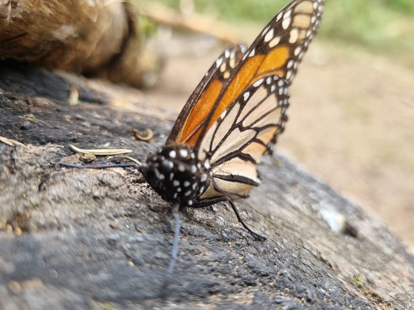 San Miguel De Allende: Monarch Butterfly Tour