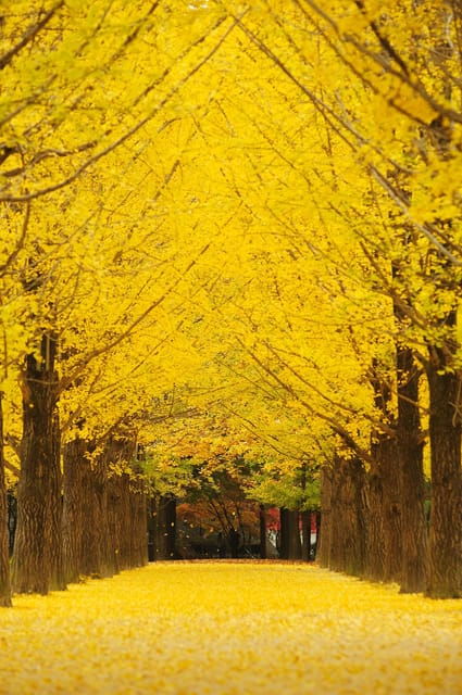Seoul: Nijimori Japan(Day) & Nami Island & Korean Garden