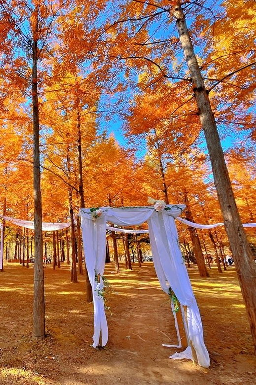 Seoul: Nijimori Japan(Day) & Nami Island & Railbike