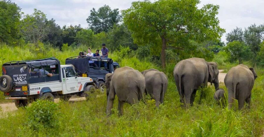 Sigiriya Fortress and Wildlife Safari, Budget Tour - Overview of the Tour