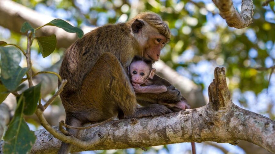 Sigiriya & Jeep Safari: All Inclusive Tour From Trincomalee