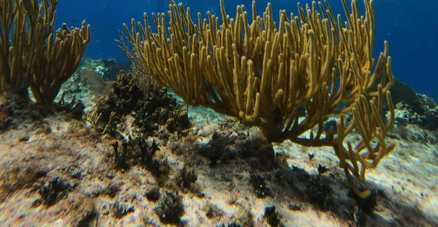 Snorkel Along the Coast With Chivis Del Mar. - Activity Description
