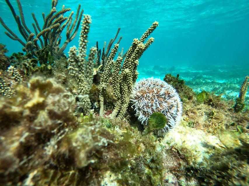 SNORKEL IN TULUM REEF, BOAT RIDE AND CALETA - Activity Overview