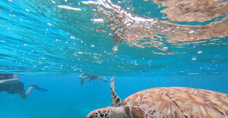 Snorkel With Tropical Fish, Reefs, and in Search of Turtles