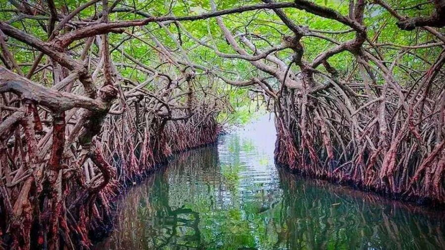 South Coast Sightseeing Day Trip From Colombo & Negombo - Tour Overview