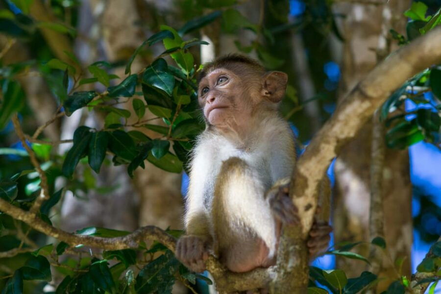 Sri Lanka 3-Day – South Coast, Cultural Triangle, Wildlife