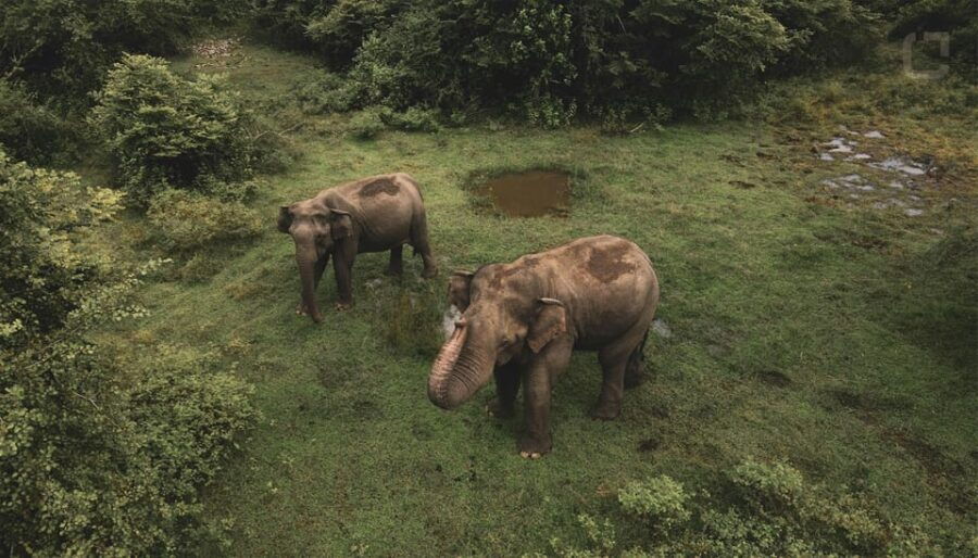 Sri Lanka 3-Day Temple, Wildlife, Waterfalls, Hill Country