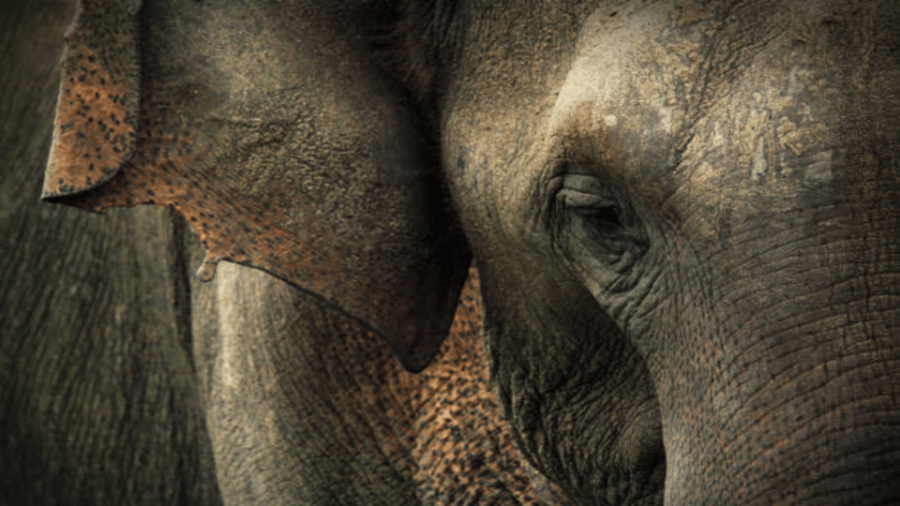 Sri Lanka E-Travels and Tours : Reliable Transport Solution