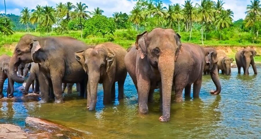 Sri Lanka: Explore the Wonders in 6 Days - Tour Overview