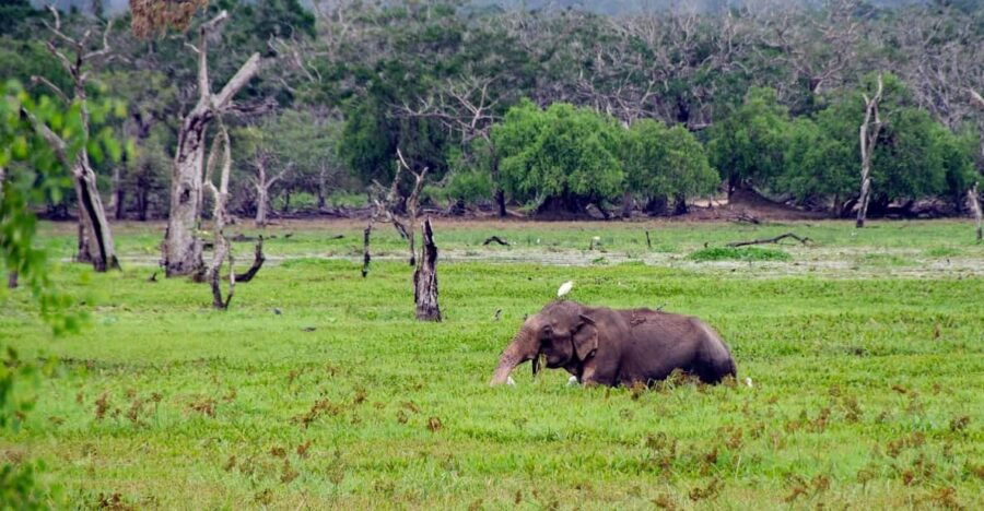Sri Lanka Hill Country Train, Water Rafting, Jungle Safari - Overview of the Tour