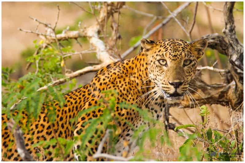 Sri Lanka: South Coast and Wildlife With Gem City - Overview of Sri Lanka Tour