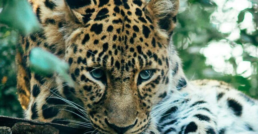 Sri Lanka Tours 12-DAY Transport, Guide, HB Accommodation - Tour Overview and Pricing