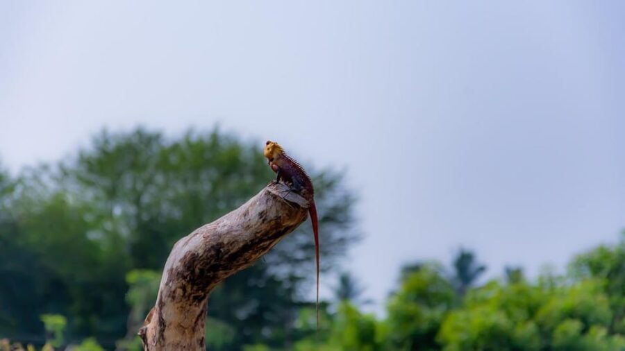 Sri Lanka: Wildlife and Beach - Overview of the Tour Package