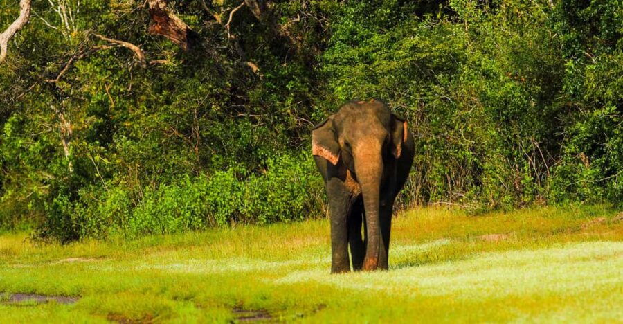 Tangalle: Udawalawe National Park Safari With Hotel Pickup
