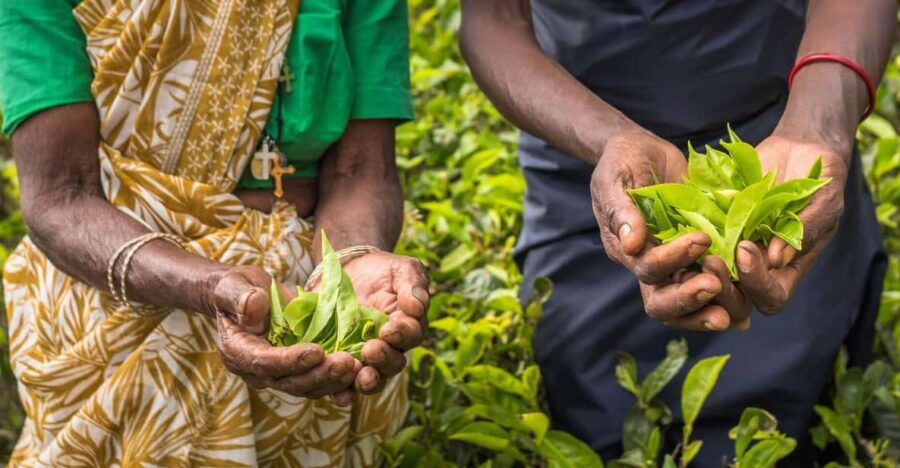 Tea Plucking and Tea Factory: Visit From Kandy