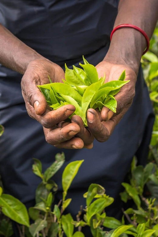 Tea Plucking and Tea Factory: Visit From Nuwara Eliya - Tour Overview and Pricing