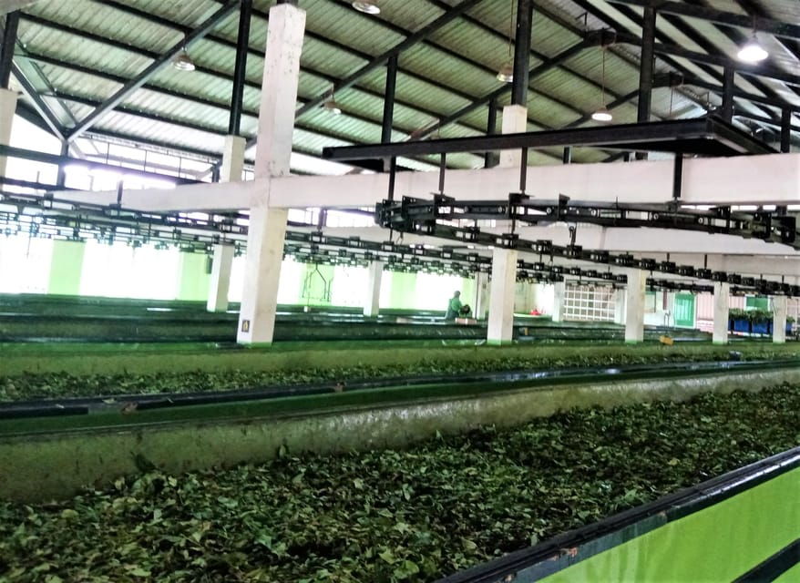 Tea Plucking & Tea Factory: Private Tour From Nuwara Eliya - Tour Overview