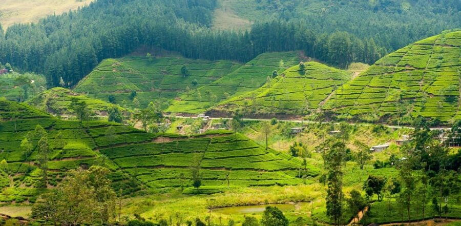 Tea Plucking & Tea Factory: Tour From Kandy