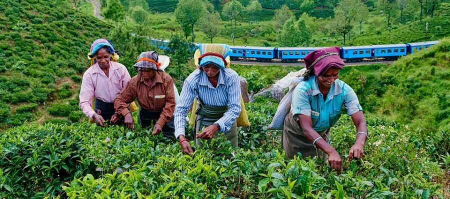 Tea Plucking & Tea Factory: Tour From Nuwara Eliya - Overview of the Tour