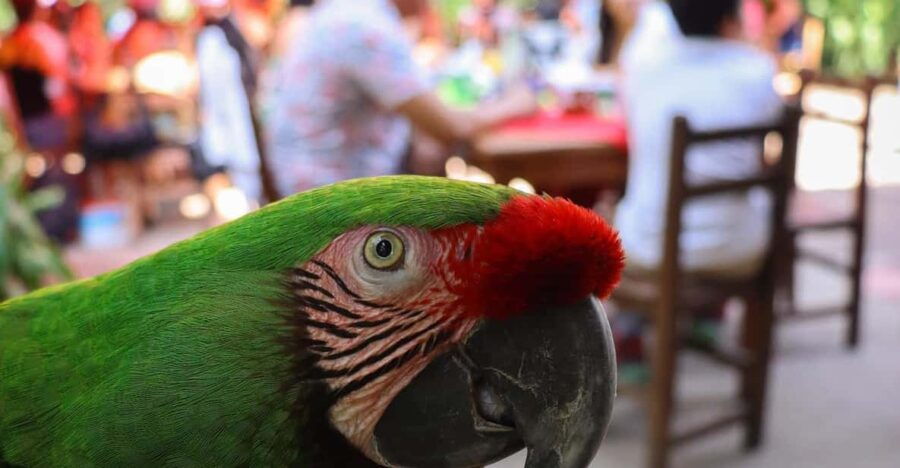 The Nogalito, Puerto Vallarta, Hiking Experience With Locals - Overview of the Experience