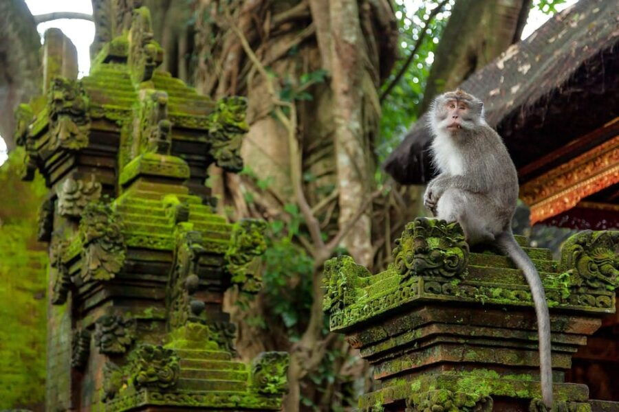 Tlaga Singha Ubud Infinity Pool+Monkey Forest + Water Fall