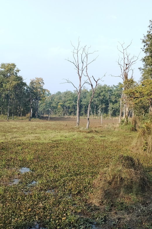 Tower Stay in Chitwan National Park