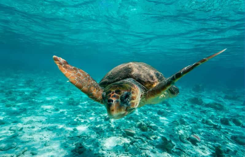 Tulum: 2 Spot Reef Snorkel 1 Hour 30 Minutes - Tour Duration and Location