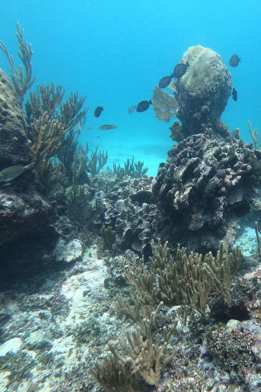 Tulum: 3 Hour Snorkel & Sailing Experience - Activity Overview