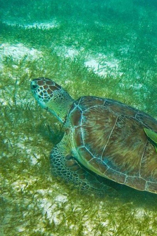 Tulum: Half Day Nature Experience! Turtles & Cenote