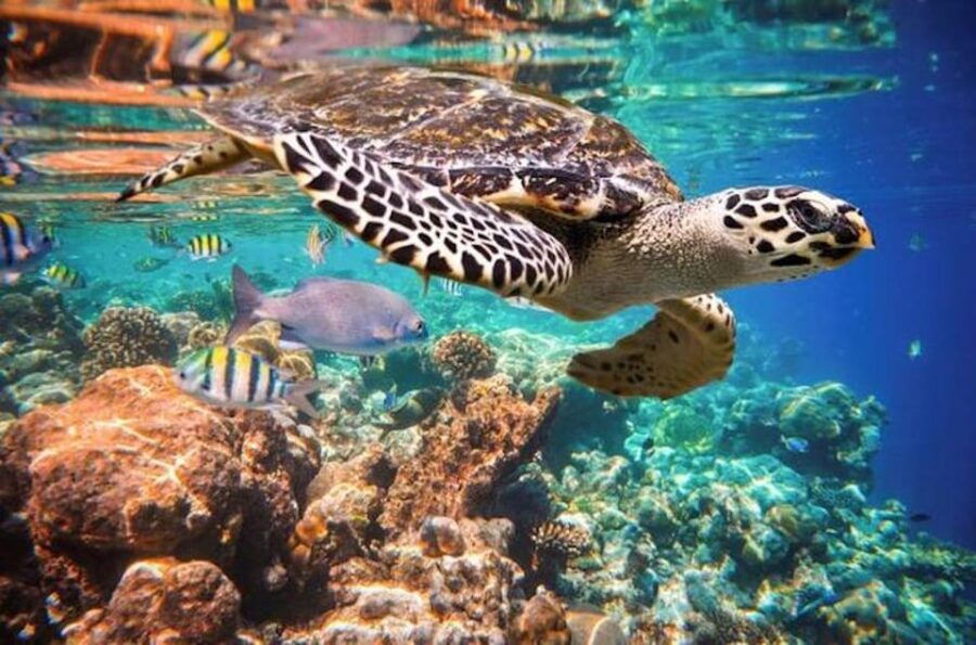 Tulum Snorkeling Tour – Casa Cenote + Ocean Reef & Lunch
