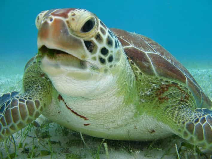 Turtles & Jungle Adventure Tour