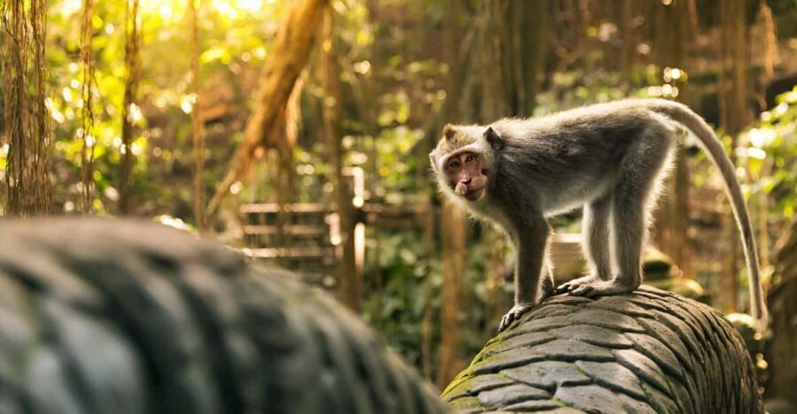 Ubud: Monkey Forest, Rice Terrace, and Jungle Swing Tour