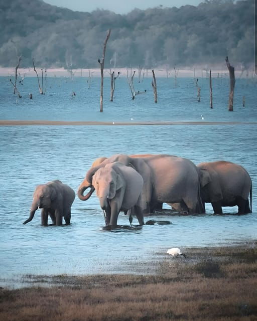 Udawalawa Safari From Ahungalla & Bentota (All Inclusive)